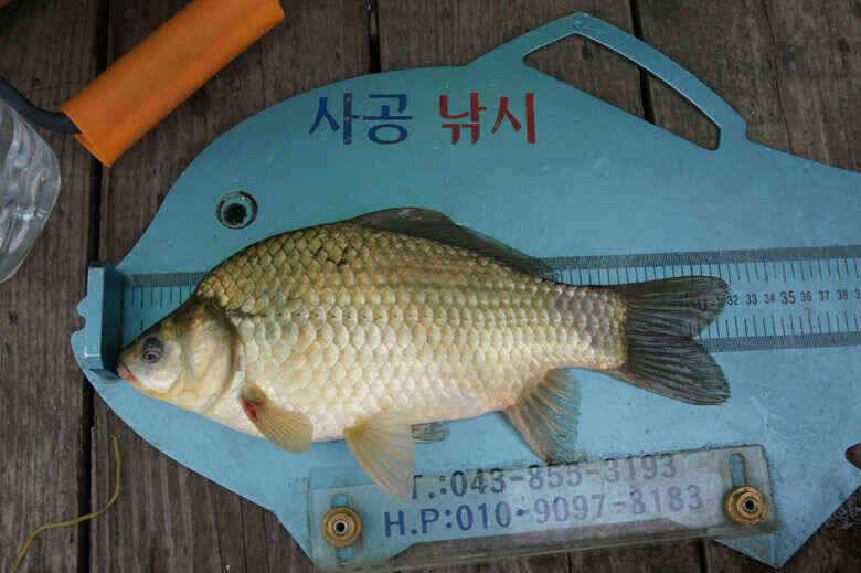 김기호낚시터월척들 (조황조행기 - 낚시점조황)