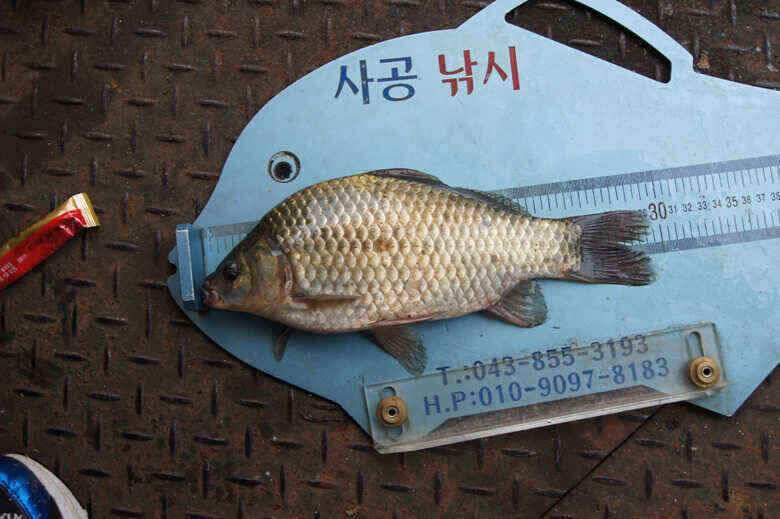 김기호낚시터월척들 (조황조행기 - 낚시점조황)