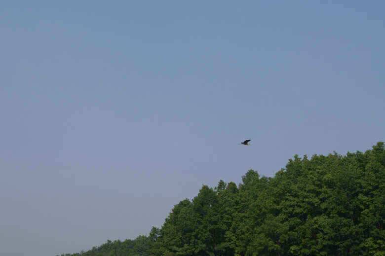 충주호노지조황살아나려나 (조황조행기 - 낚시점조황)