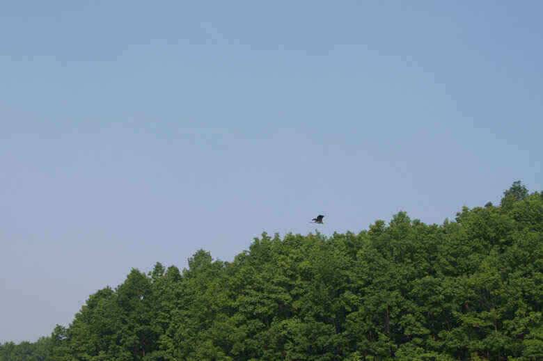 충주호노지조황살아나려나 (조황조행기 - 낚시점조황)