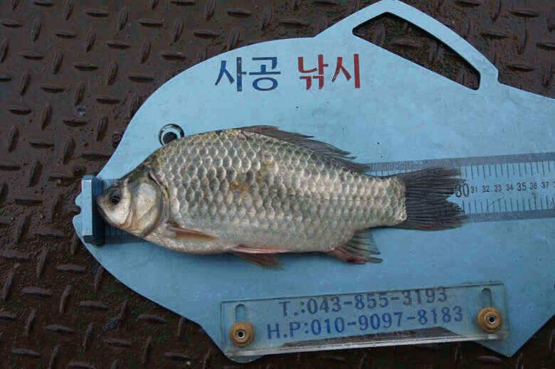 충주호김기호낚시터 낱마리월척 (조황조행기 - 낚시점조황)