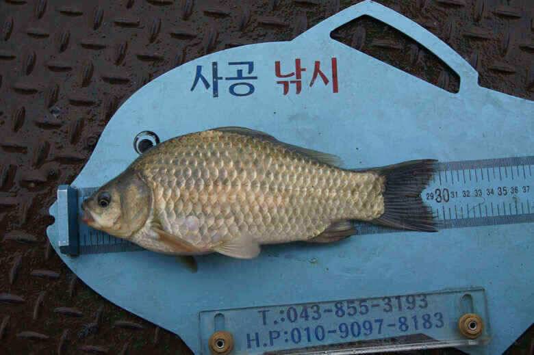충주호김기호낚시터 낱마리월척 (조황조행기 - 낚시점조황)