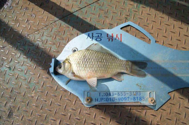 덕곡낚시터 김기호낙시터 월척보세요 (조황조행기 - 낚시점조황)