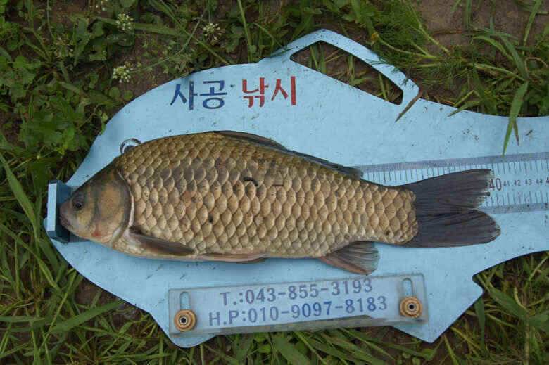 충주호노지 첫407 대물붕어 (조황조행기 - 낚시점조황)