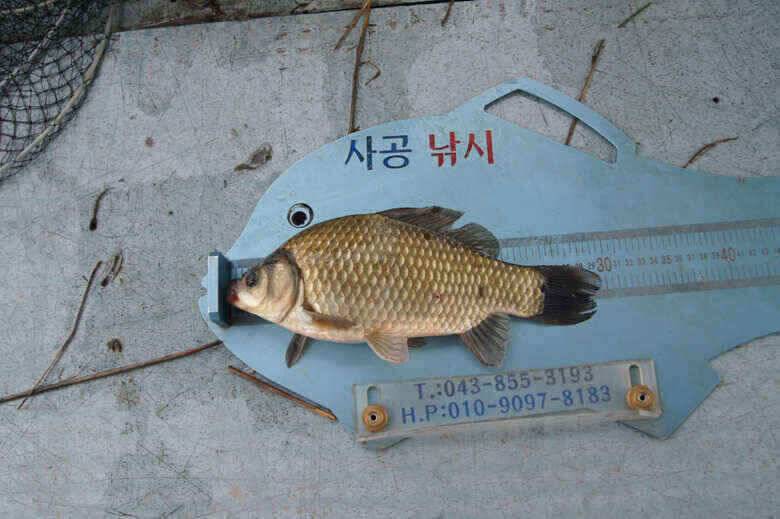 오름수위속에 제일 노지조황정보 (조황조행기 - 낚시점조황)