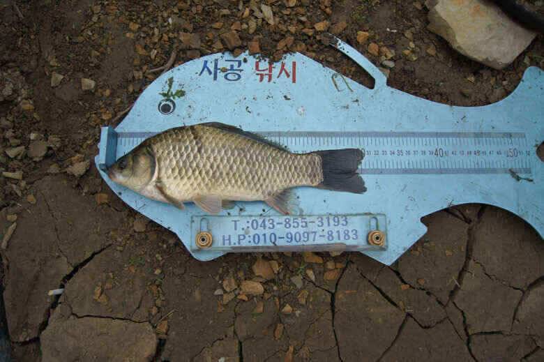충주호노지 첫407 대물붕어 (조황조행기 - 낚시점조황)