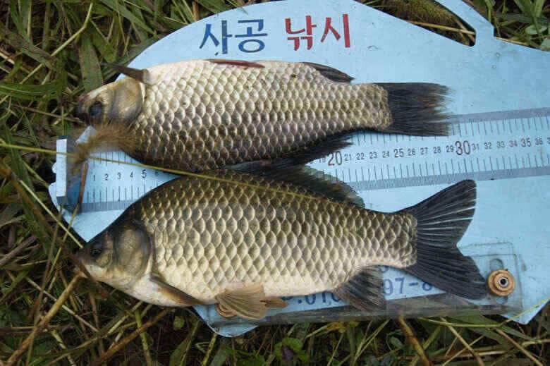 오름수위속에 제일 노지조황정보 (조황조행기 - 낚시점조황)