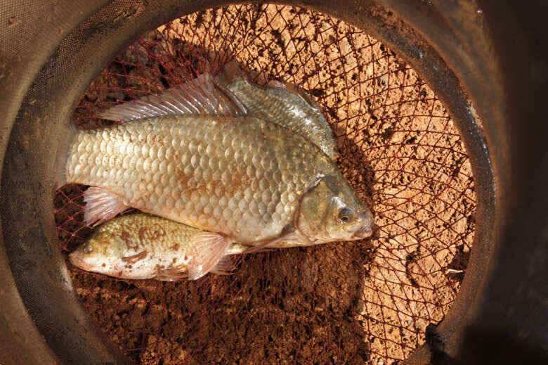 노지39대물붕어와 1kg 급장어 (조황조행기 - 낚시점조황)