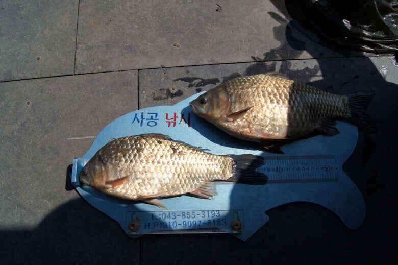 충주호41cm 대물붕어 늘푸른낚시터 (조황조행기 - 낚시점조황)