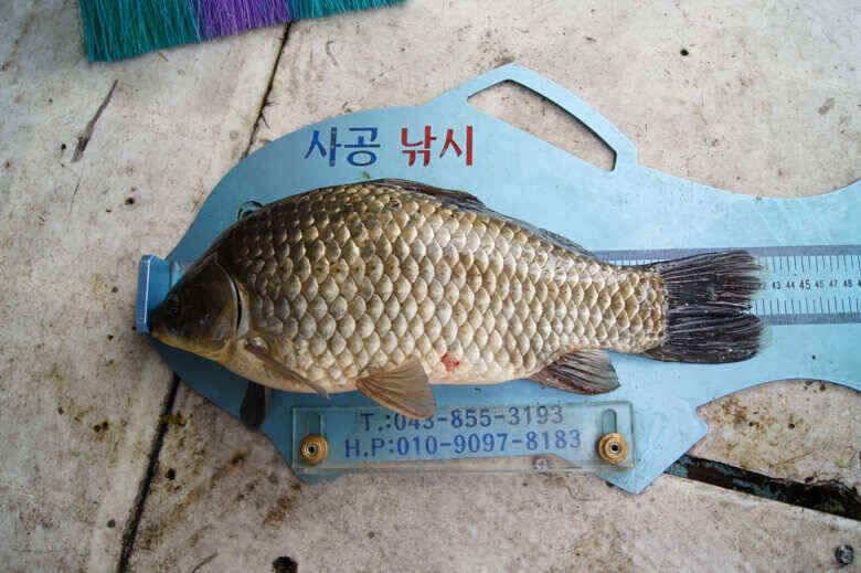 4짜4짜 제일낚시 김기호낚시터 호조황예고 (조황조행기 - 낚시점조황)