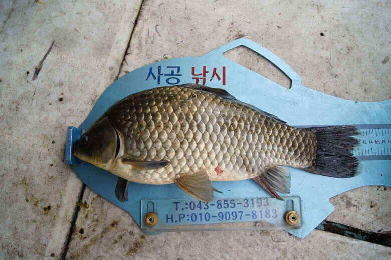 4짜4짜 제일낚시 김기호낚시터 호조황예고 (조황조행기 - 낚시점조황)