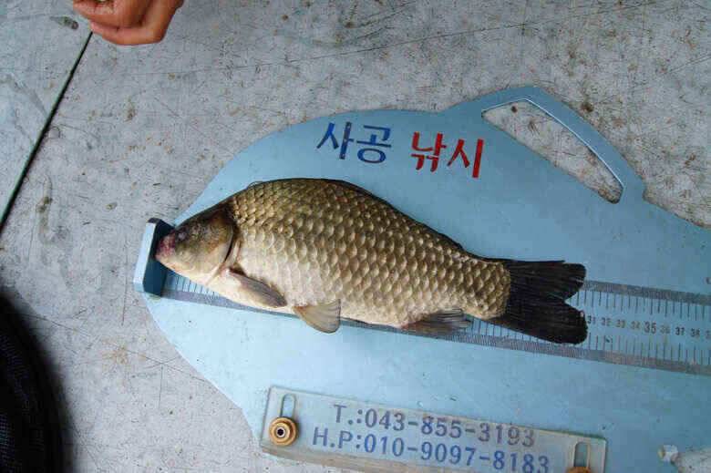 4짜4짜 제일낚시 김기호낚시터 호조황예고 (조황조행기 - 낚시점조황)