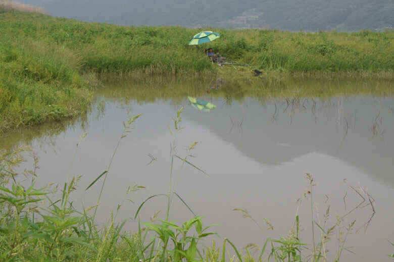 충주호노지 용곡김기호 늘푸른낚시터 조황정보 (조황조행기 - 낚시점조황)