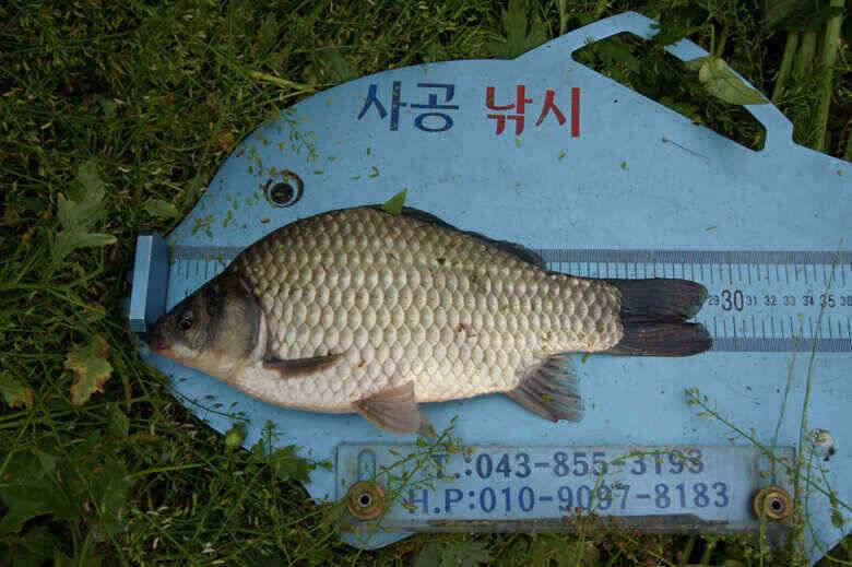 충주호노지 용곡김기호 늘푸른낚시터 조황정보 (조황조행기 - 낚시점조황)