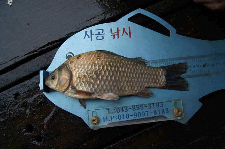 덕곡 신매낚시터 월척과 충주호이모저모 (조황조행기 - 낚시점조황)