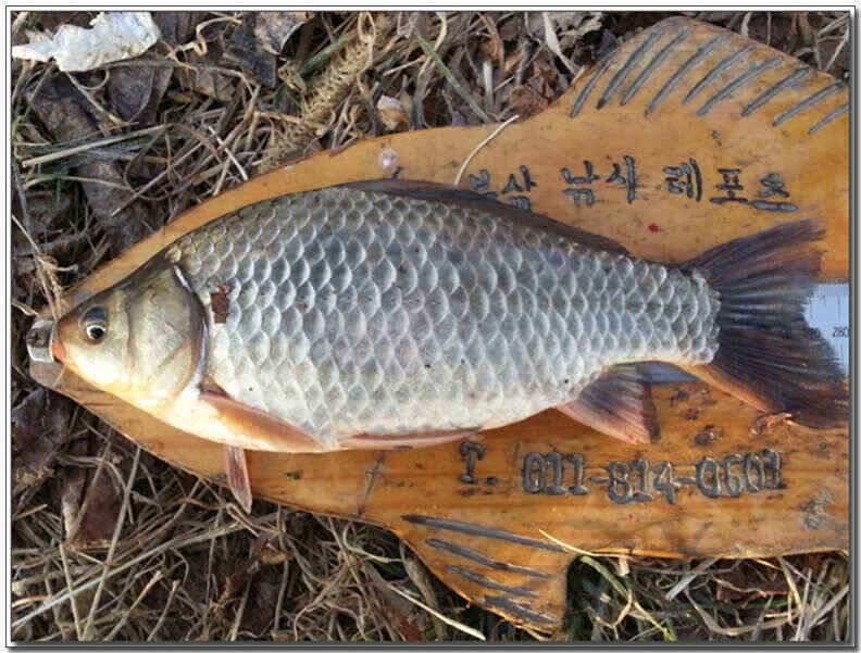 칠곡성주권 조황및 분석 (조황조행기 - 낚시점조황)