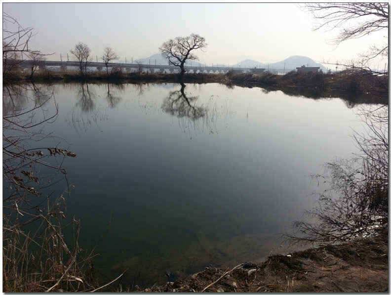 칠곡성주권 조황및 분석 (조황조행기 - 낚시점조황)