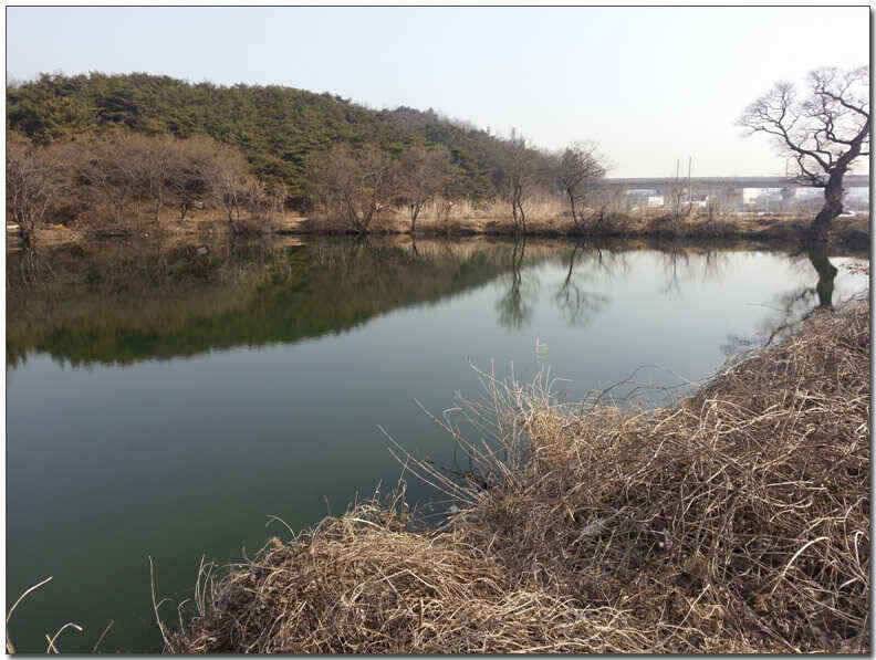 칠곡성주권 조황및 분석 (조황조행기 - 낚시점조황)