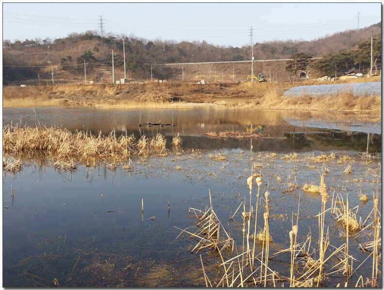 칠곡성주권 조황및 분석 (조황조행기 - 낚시점조황)
