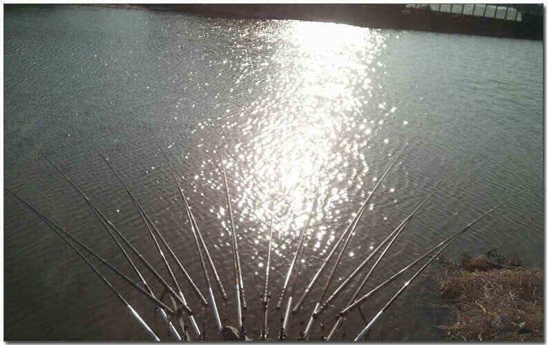 칠곡성주권 조황및 분석 (조황조행기 - 낚시점조황)