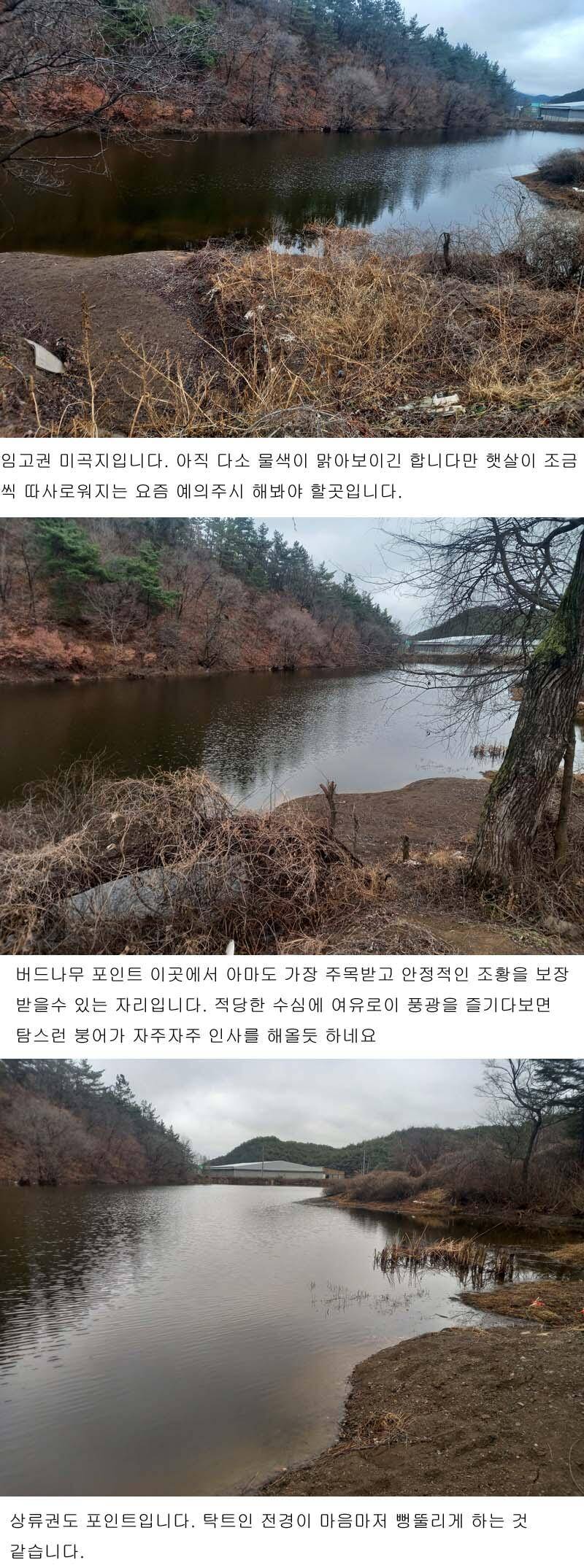 4월 첫주에 드리는 북영천권 저수지 상황입니다 (조황조행기 - 낚시점조황)