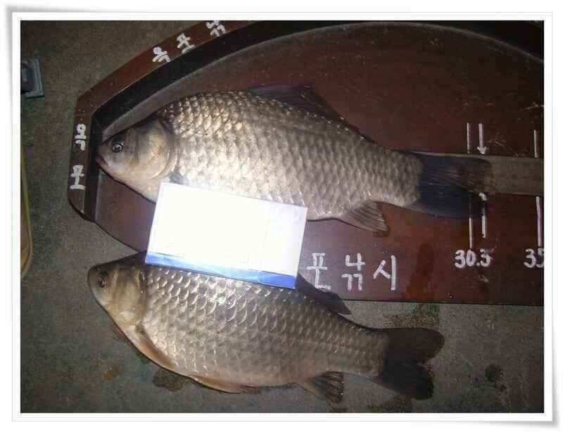 산란기와 회복기 붕어들 (조황조행기 - 낚시점조황)