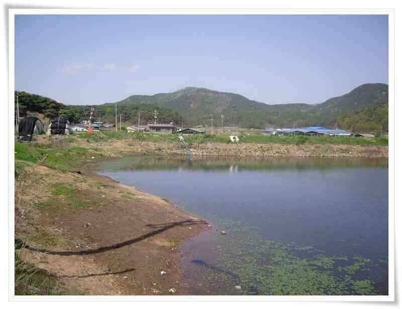 산란기와 회복기 붕어들 (조황조행기 - 낚시점조황)
