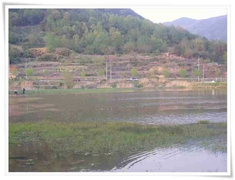 산란기와 회복기 붕어들 (조황조행기 - 낚시점조황)