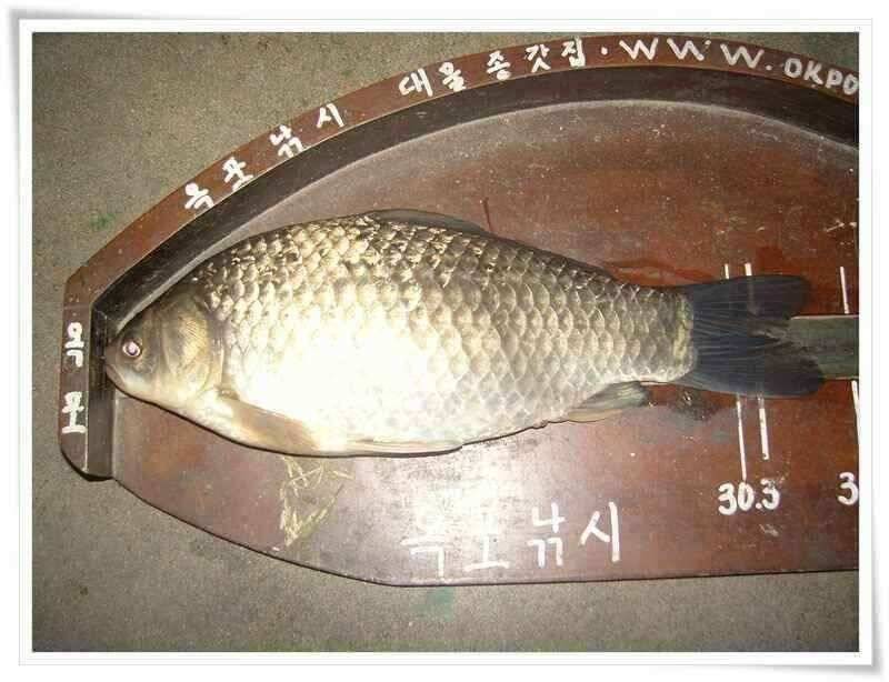 산란기와 회복기 붕어들 (조황조행기 - 낚시점조황)