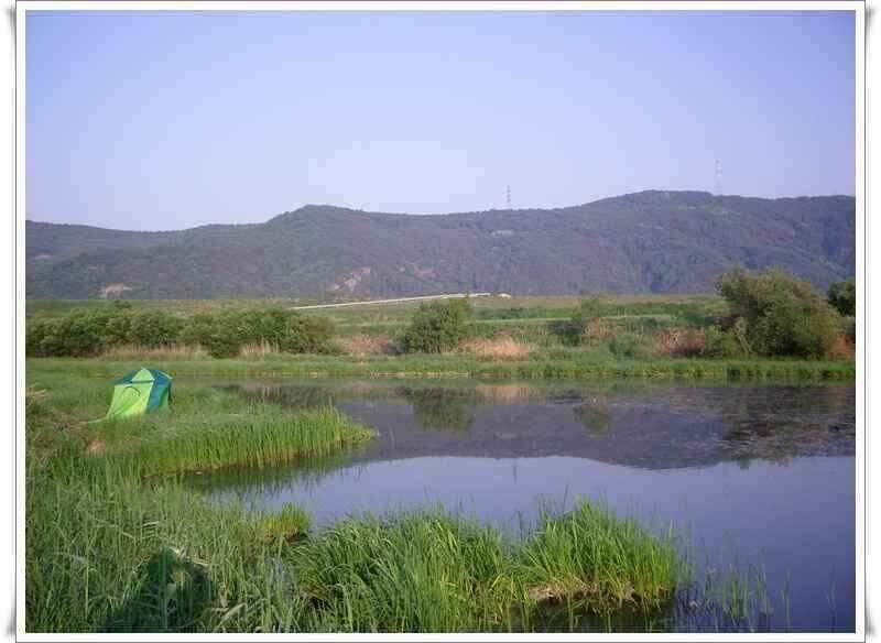 장천늪 다시금 대물 붕어 (조황조행기 - 낚시점조황)