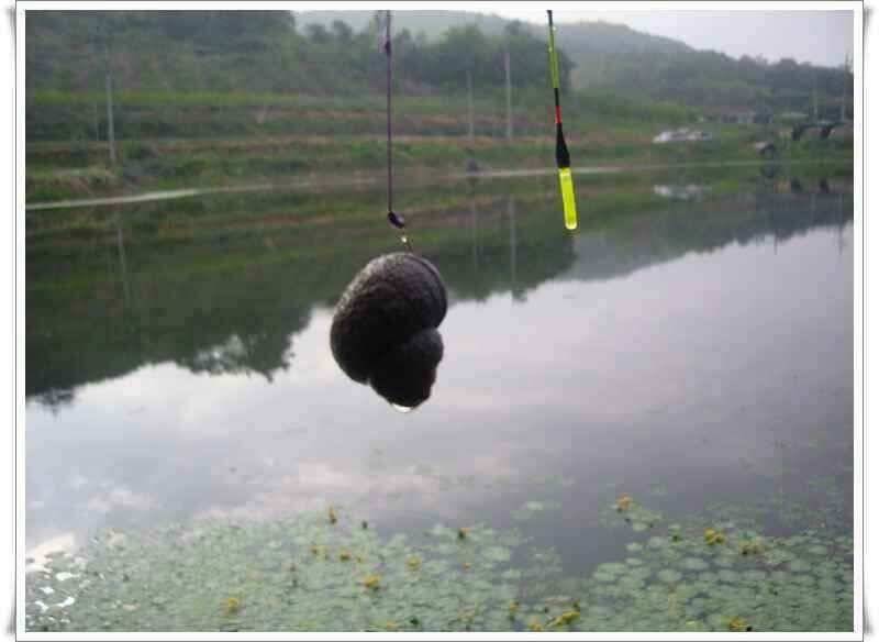 화북지 조황 (조황조행기 - 낚시점조황)