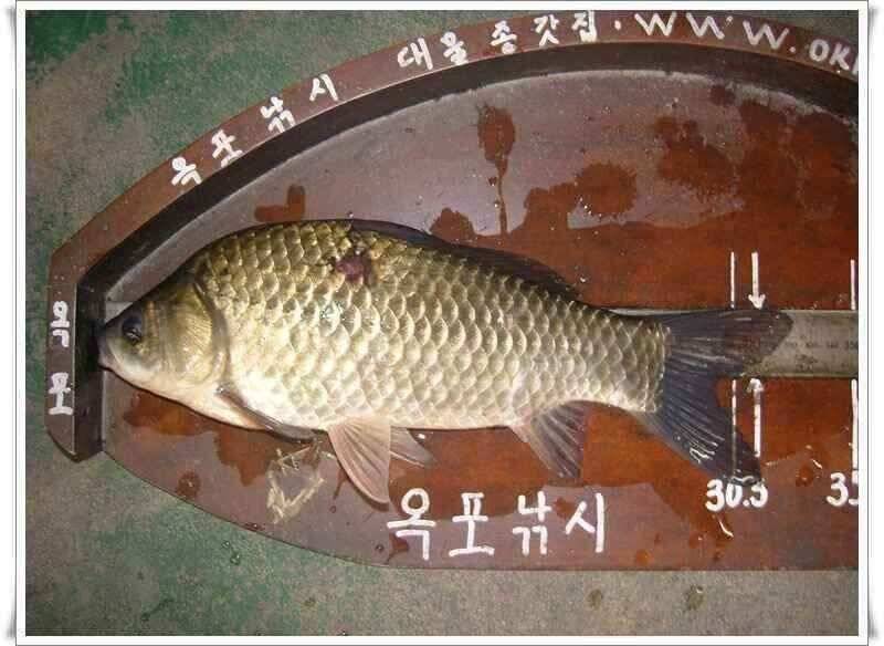 화북지 조황 (조황조행기 - 낚시점조황)