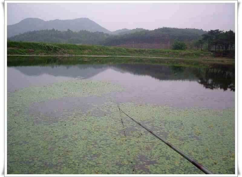 화북지 조황 (조황조행기 - 낚시점조황)