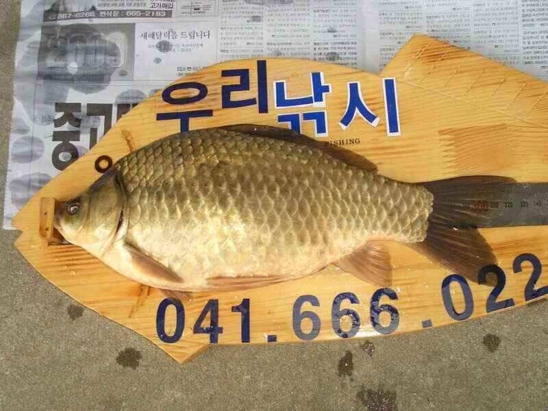 서산태안 저수지 수로권 조황 (조황조행기 - 낚시점조황)
