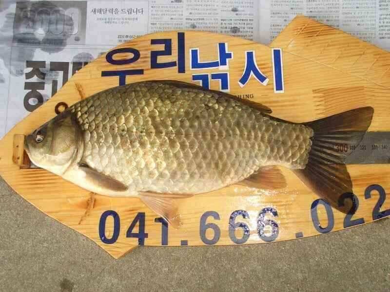 서산태안 저수지 수로권 조황 (조황조행기 - 낚시점조황)