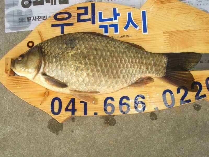 서산태안 저수지 수로권 조황 (조황조행기 - 낚시점조황)
