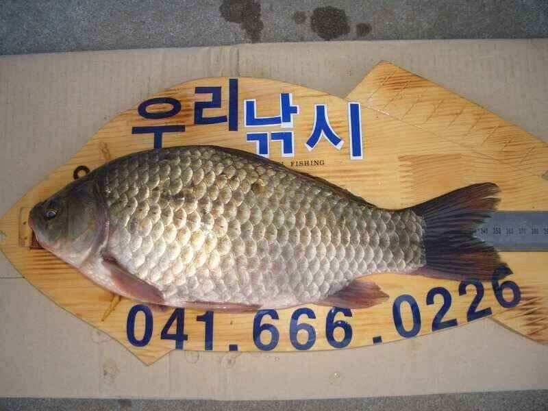 서산 태안 소류지 저수지권 조황 (조황조행기 - 낚시점조황)