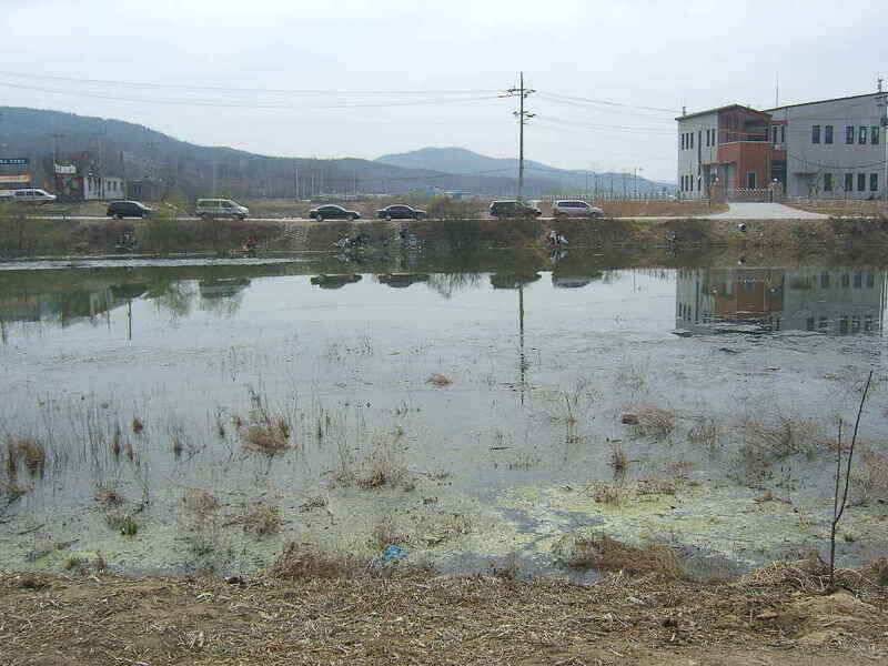 송전지 붕어잉어 산란중 (조황조행기 - 낚시점조황)