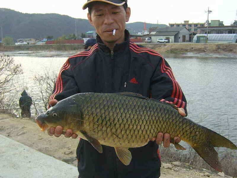 송전지 붕어잉어 산란중 (조황조행기 - 낚시점조황)