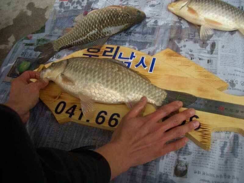 서산 잠홍지 조황 참고하세요 (조황조행기 - 낚시점조황)