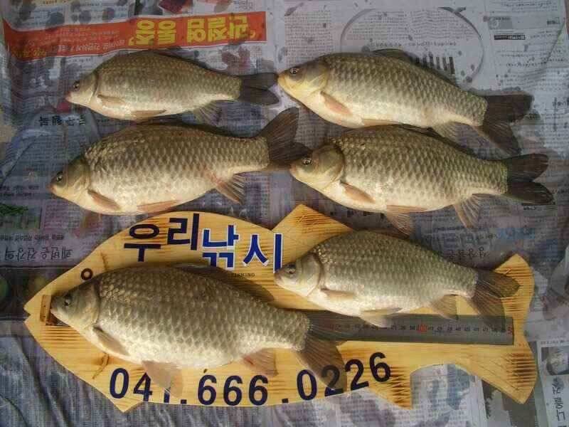 서산 잠홍지 조황 참고하세요 (조황조행기 - 낚시점조황)
