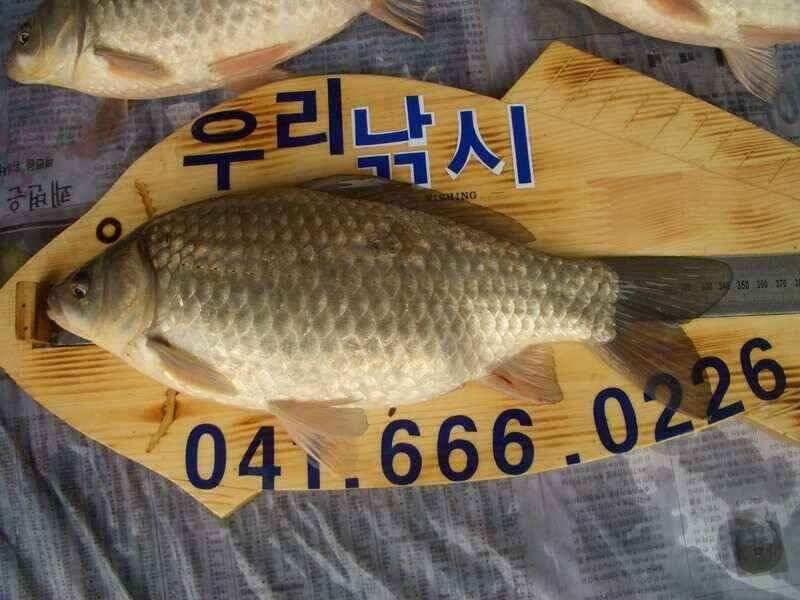 서산 잠홍지 조황 참고하세요 (조황조행기 - 낚시점조황)