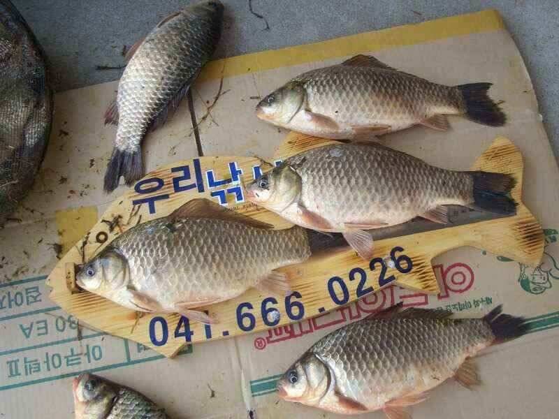 서태안 대산소 수로권 주중출조시 참고하세요 (조황조행기 - 낚시점조황)