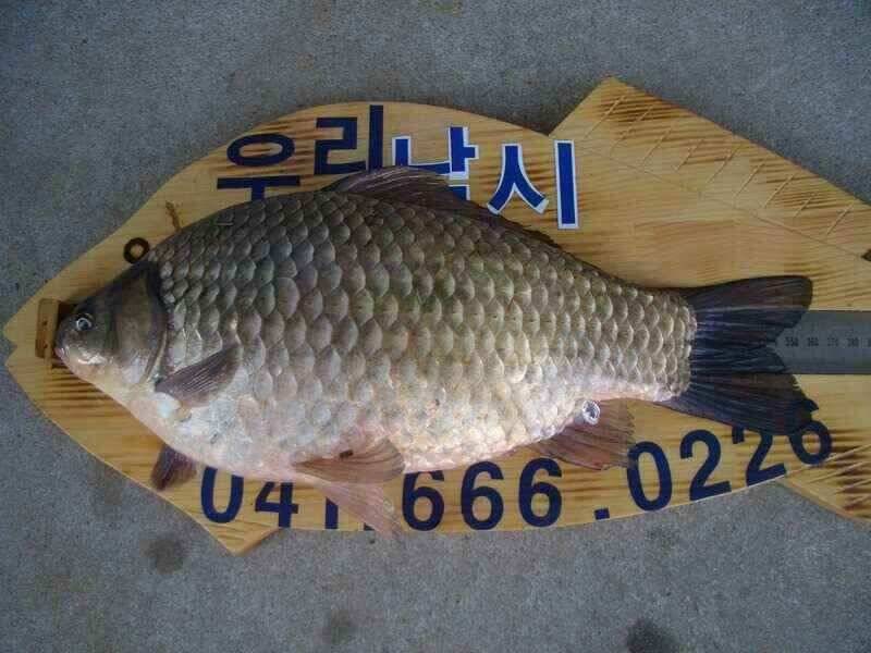 서태안 대산소 수로권 주중출조시 참고하세요 (조황조행기 - 낚시점조황)