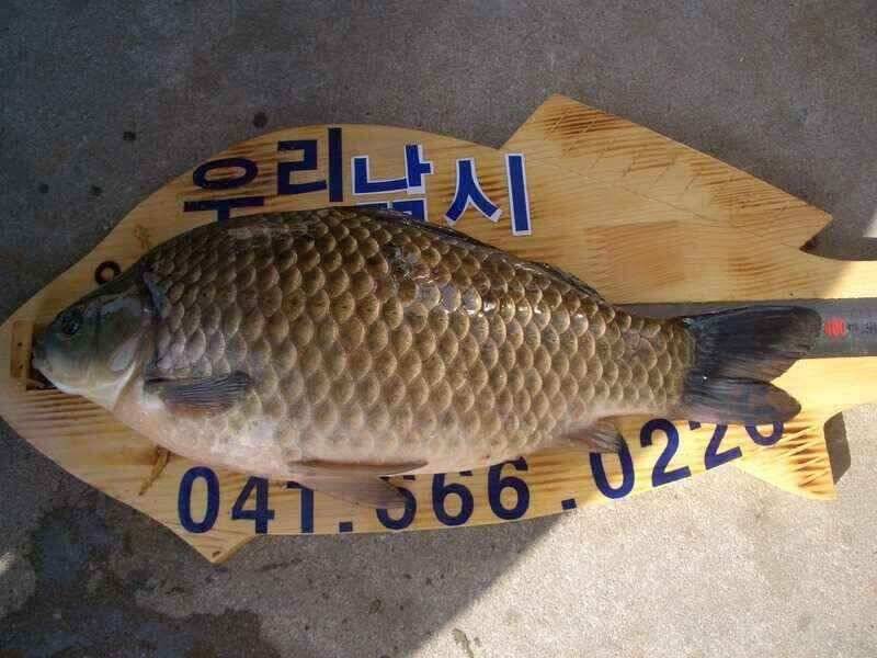 서태안수로권 월척 주중 주말출조시 참고하세요 최대어39cm로 마감 (조황조행기 - 낚시점조황)