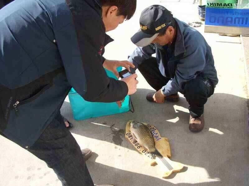 서태안수로권 월척 주중 주말출조시 참고하세요 최대어39cm로 마감 (조황조행기 - 낚시점조황)