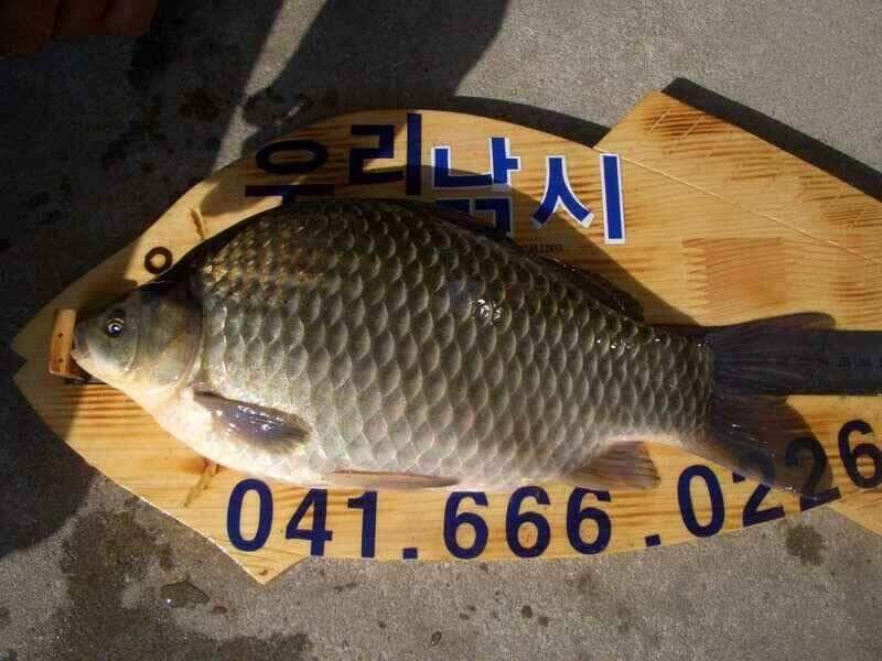 서태안수로권 월척 주중 주말출조시 참고하세요 최대어39cm로 마감 (조황조행기 - 낚시점조황)