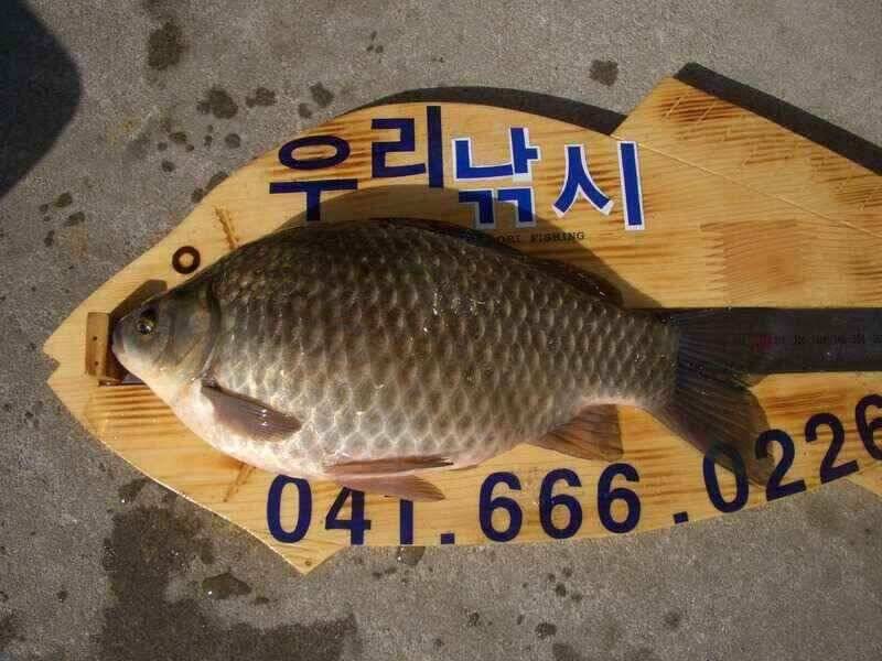 서태안수로권 월척 주중 주말출조시 참고하세요 최대어39cm로 마감 (조황조행기 - 낚시점조황)
