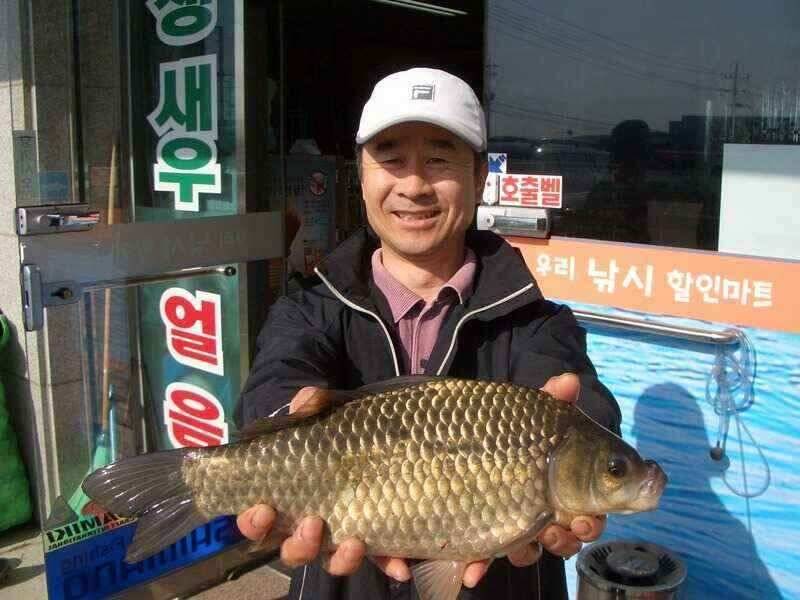 서태안수로권 월척 주중 주말출조시 참고하세요 최대어39cm로 마감 (조황조행기 - 낚시점조황)