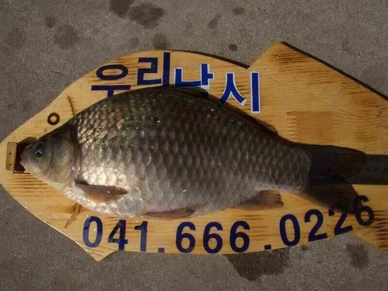 수로권 조황 붕어구경 하세요 (조황조행기 - 낚시점조황)